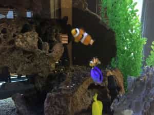 Nemo and Dory